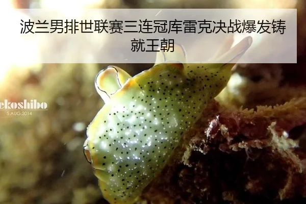 波兰男排世联赛三连冠库雷克决战爆发铸就王朝